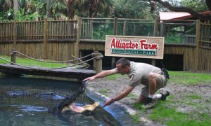 alligator farm